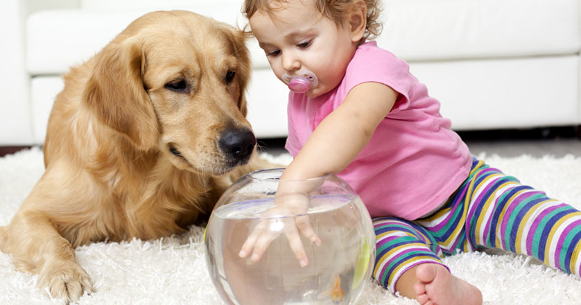 Mike's Carpet and Upholstery Cleaning